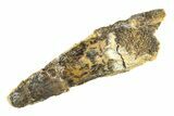 Bargain, Fossil Spinosaurus Tooth - Real Dinosaur Tooth #298110-1